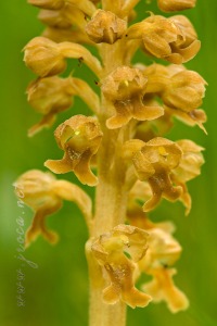 Neottia nidus-avis (L.) Rich. Neottia nidus-avis (L.) Rich.