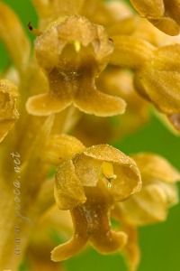 Neottia nidus-avis (L.) Rich. Neottia nidus-avis (L.) Rich.
