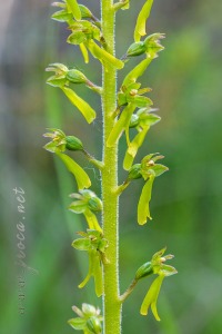 Neottia ovata (L.) Bluff & Fingerh.