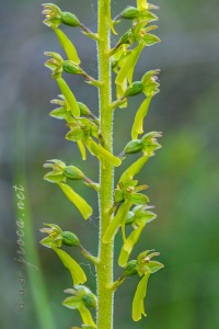 Neottia ovata (L.) Bluff & Fingerh.
