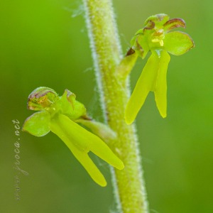 Neottia ovata (L.) Bluff & Fingerh.