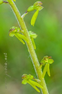 Neottia ovata (L.) Bluff & Fingerh.