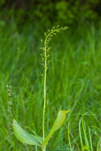 Neottia ovata (L.) Bluff & Fingerh.