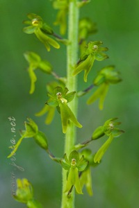 Neottia ovata (L.) Bluff & Fingerh.