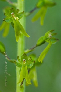 Neottia ovata (L.) Bluff & Fingerh.