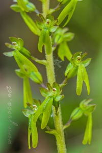 Neottia ovata (L.) Bluff & Fingerh.