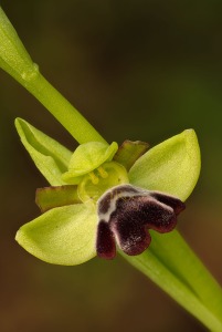 Ophrys algarvensis D. Tyteca, Benito & M. Walravens
