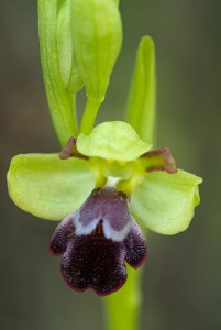Ophrys algarvensis D. Tyteca, Benito & M. Walravens