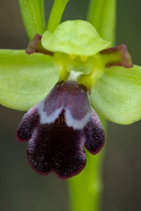Ophrys algarvensis D. Tyteca, Benito & M. Walravens