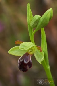 Ophrys algarvensis D. Tyteca, Benito & M. Walravens