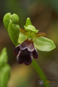 Ophrys algarvensis D. Tyteca, Benito & M. Walravens