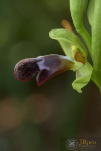 Ophrys algarvensis D. Tyteca, Benito & M. Walravens
