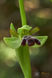 Ophrys algarvensis D. Tyteca, Benito & M. Walravens