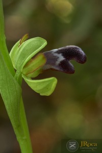 Ophrys algarvensis D. Tyteca, Benito & M. Walravens