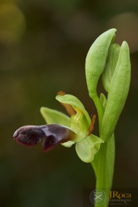 Ophrys algarvensis D. Tyteca, Benito & M. Walravens