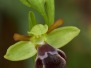 Ophrys algarvensis