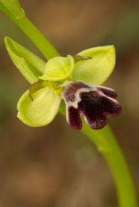 Ophrys algarvensis D. Tyteca, Benito & M. Walravens