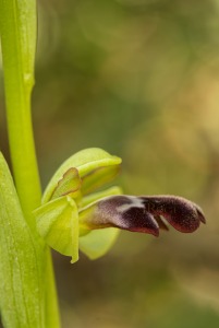 Ophrys algarvensis D. Tyteca, Benito & M. Walravens