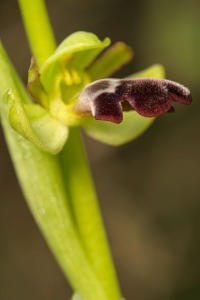 Ophrys algarvensis D. Tyteca, Benito & M. Walravens