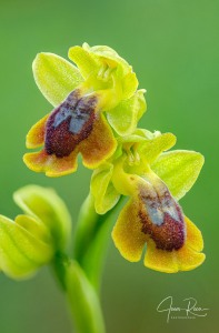 Ophrys alpujata Riech. & H.Kohlmüller,