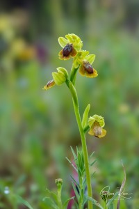 Ophrys alpujata Riech. & H.Kohlmüller,