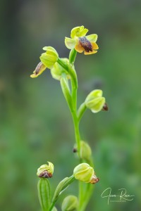 Ophrys alpujata Riech. & H.Kohlmüller,