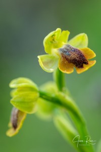 Ophrys alpujata Riech. & H.Kohlmüller,