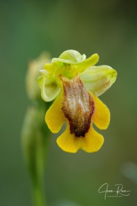 Ophrys alpujata Riech. & H.Kohlmüller,