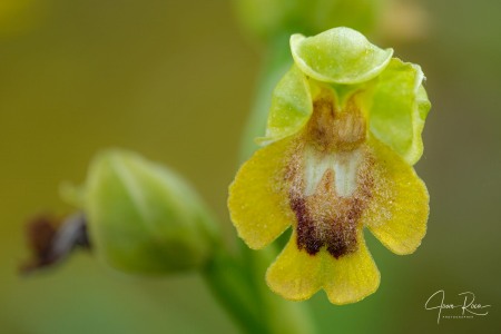 Ophrys alpujata Riech. & H.Kohlmüller,