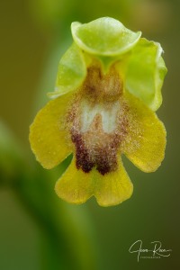 Ophrys alpujata Riech. & H.Kohlmüller,