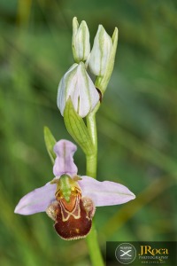Ophrys apifera Huds.