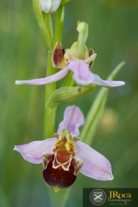 Ophrys apifera Huds.