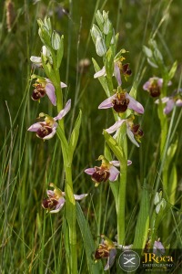 Ophrys apifera Huds.