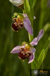 Ophrys apifera Huds.