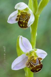 Ophrys apifera Huds., Fl. Angl.