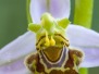 Ophrys apifera