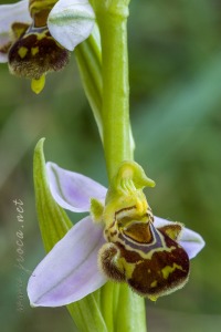 Ophrys apifera Huds., Fl. Angl.