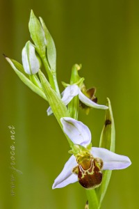 Ophrys apifera Huds., Fl. Angl.