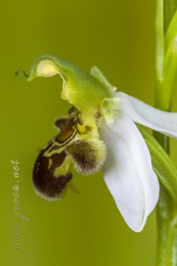Ophrys apifera Huds., Fl. Angl.