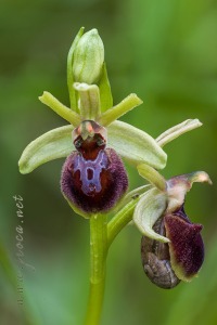Ophrys arachnitiformis Gren. & Philippe (1859)