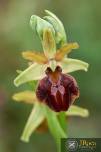 Ophrys arachnitiformis Gren. & Philippe (1859)