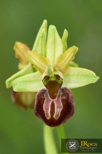 Ophrys arachnitiformis Gren. & Philippe (1859)