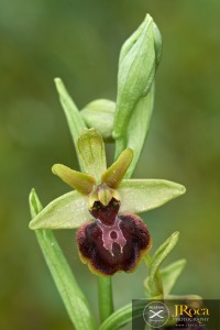 Ophrys arachnitiformis Gren. & Philippe (1859)