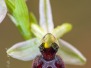 Ophrys arachnitiformis