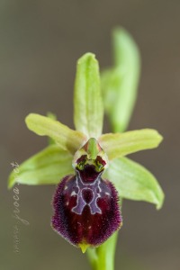 Ophrys arachnitiformis Gren. & Philippe (1859)