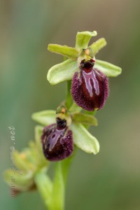 Ophrys arachnitiformis Gren. & Philippe (1859)