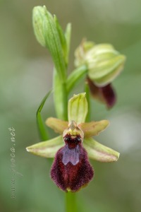 Ophrys arachnitiformis Gren. & Philippe (1859)