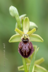 Ophrys arachnitiformis Gren. & Philippe (1859)