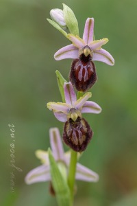 Ophrys arachnitiformis Gren. & Philippe (1859)