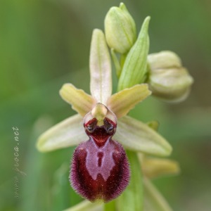 Ophrys arachnitiformis Gren. & Philippe (1859)